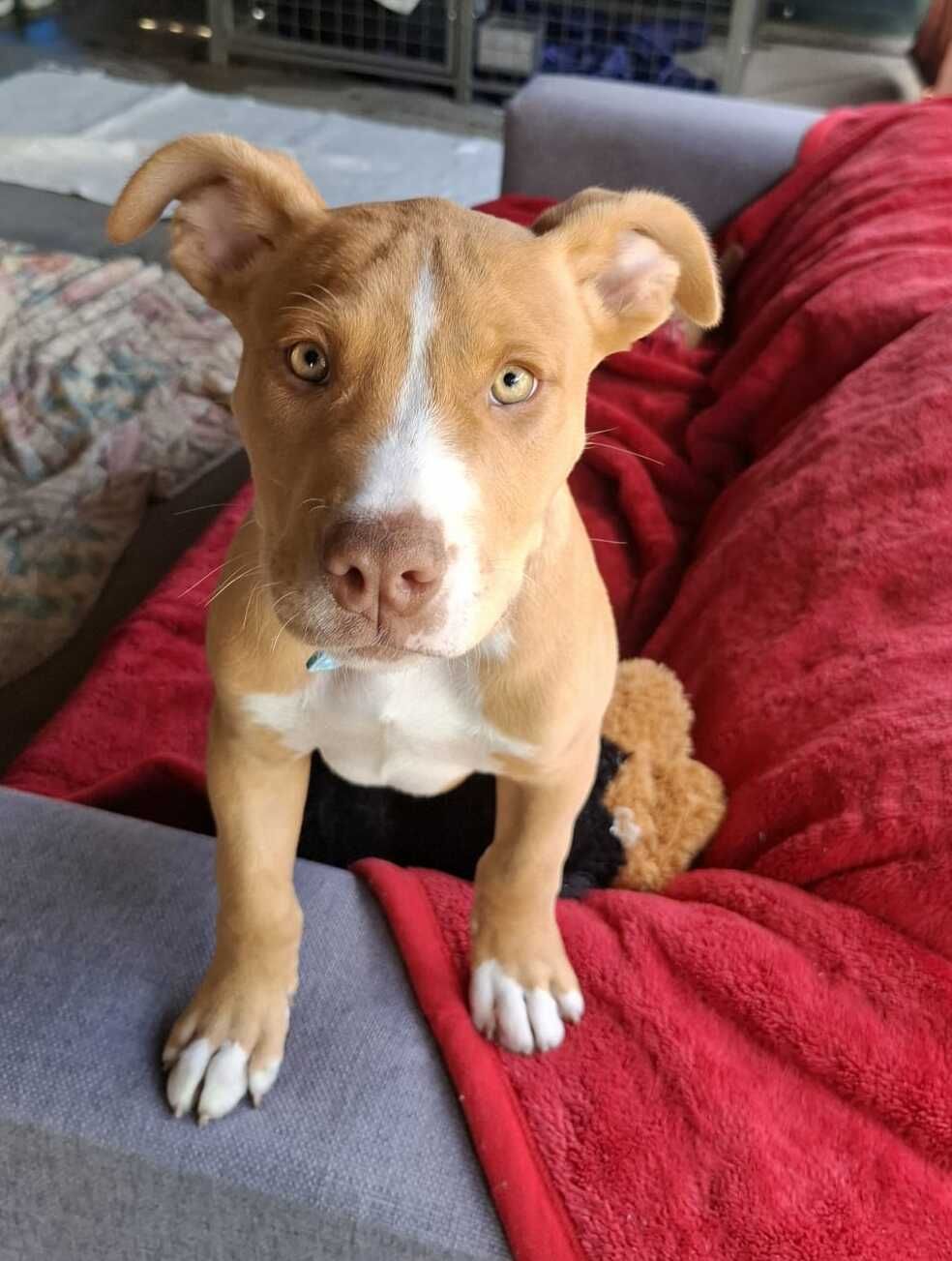 Gallery image: Chewy