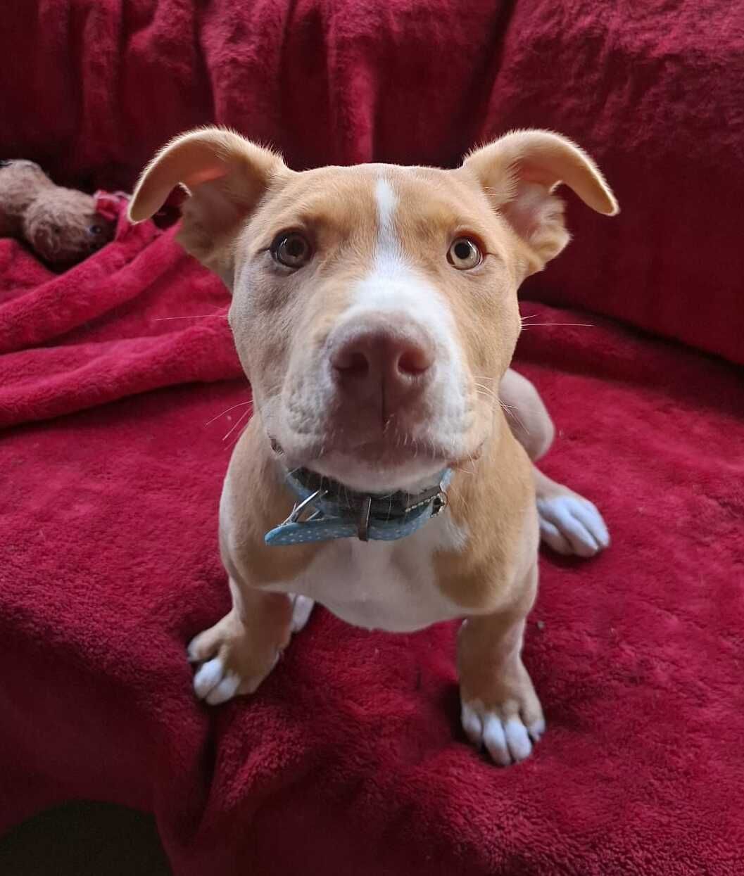 Gallery image: Chewy