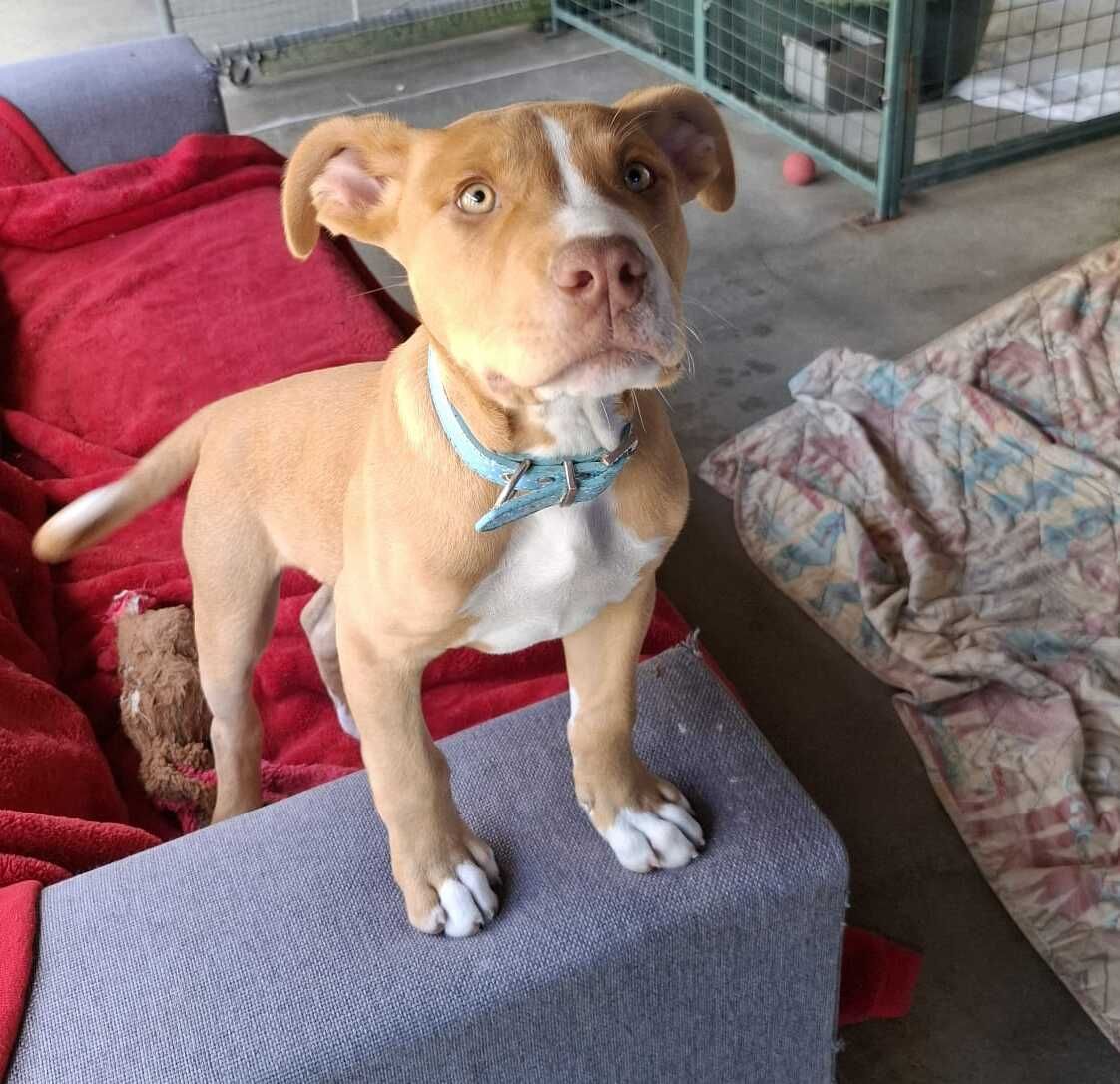 Gallery image: Chewy