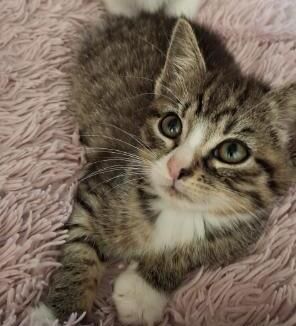 Gallery image: Pepper