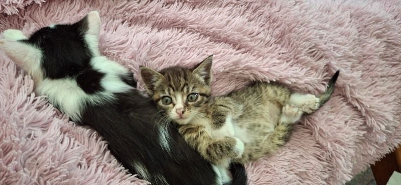 Gallery image: Pepper