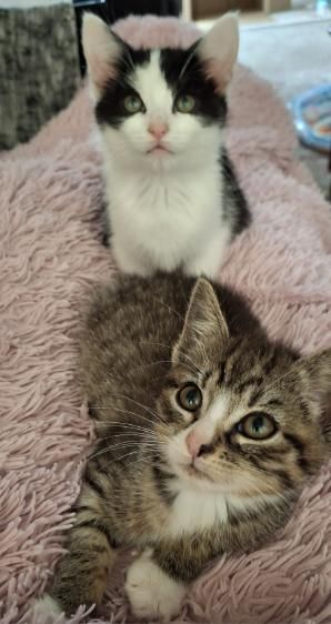 Gallery image: Pepper