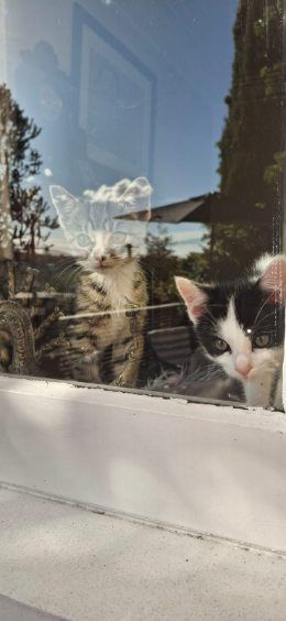 Gallery image: Pepper