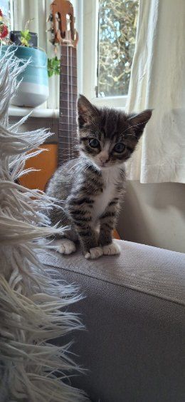 Gallery image: Pepper