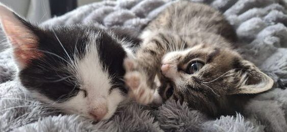 Gallery image: Pepper