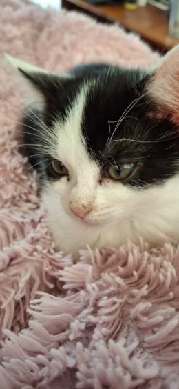 Gallery image: Olive