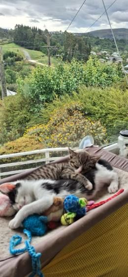 Gallery image: Olive