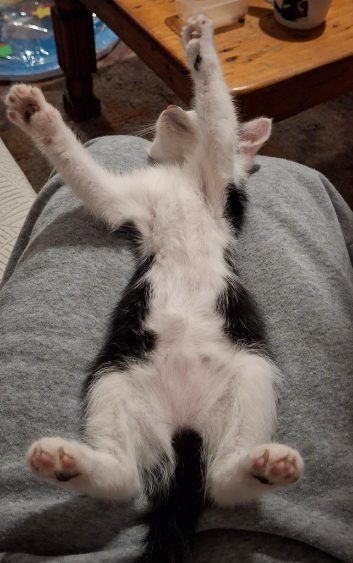 Gallery image: Olive