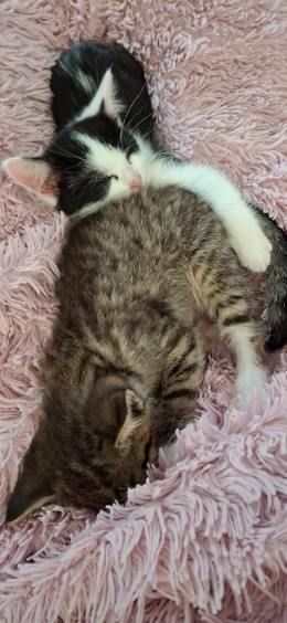 Gallery image: Olive