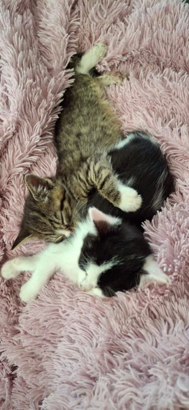 Gallery image: Olive