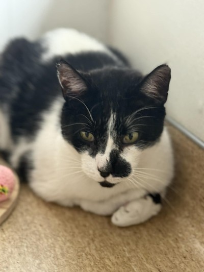 Jack - Domestic Short Hair