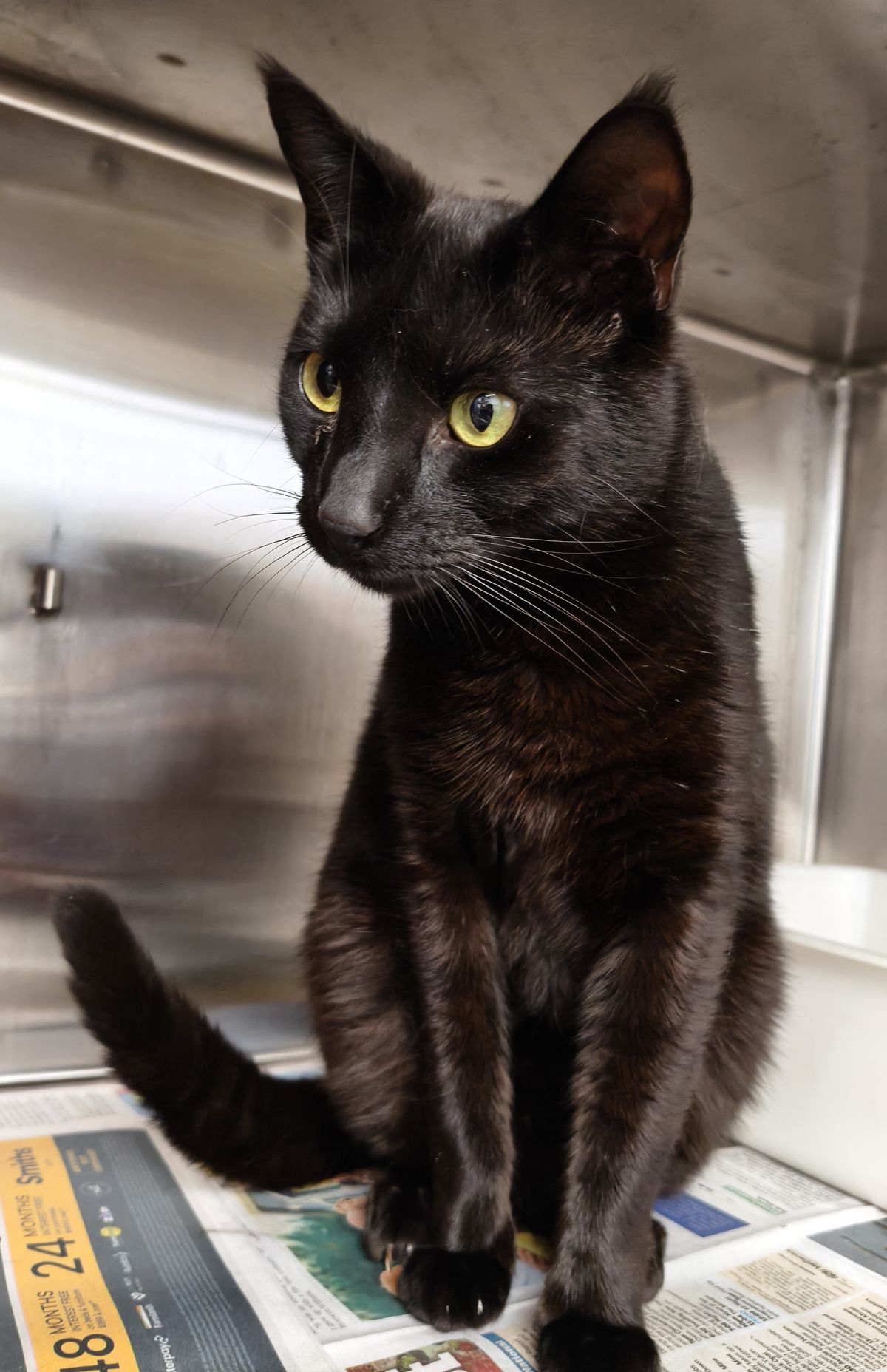 Gallery image: Hakari