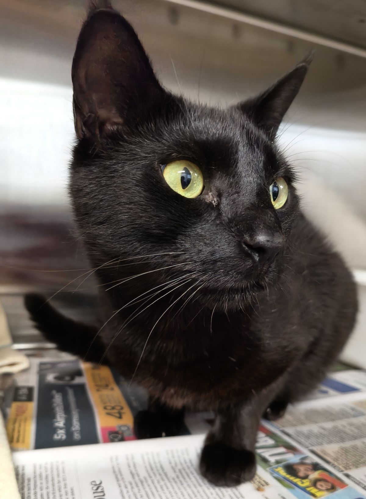 Gallery image: Hakari