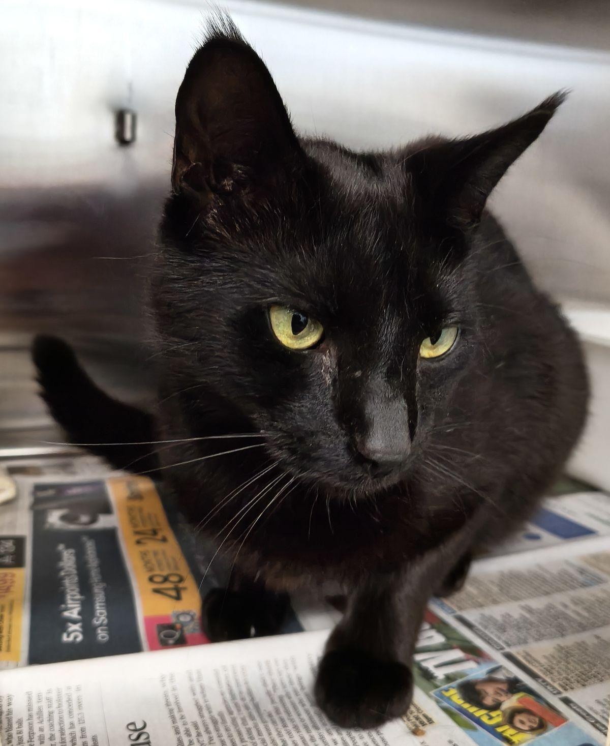 Gallery image: Hakari