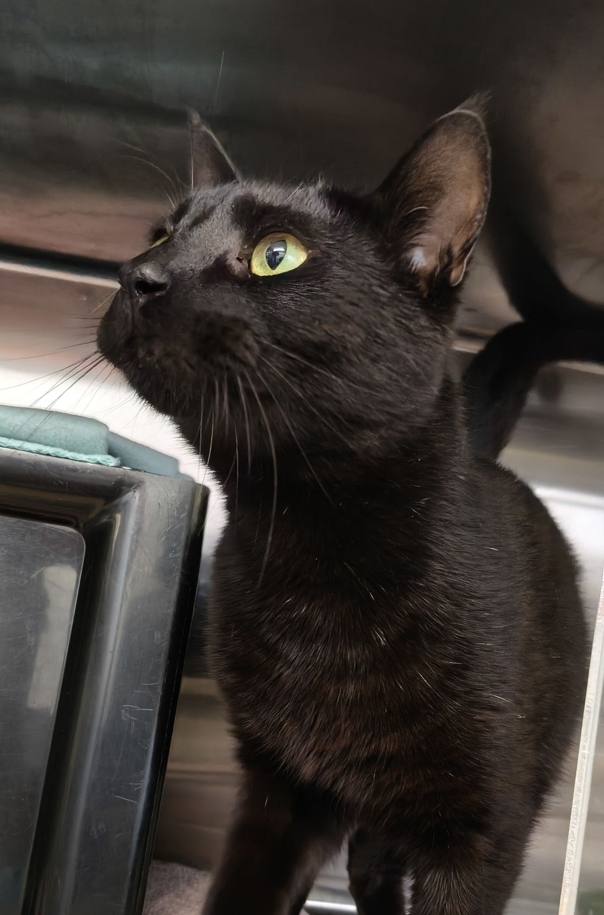 Gallery image: Hakari