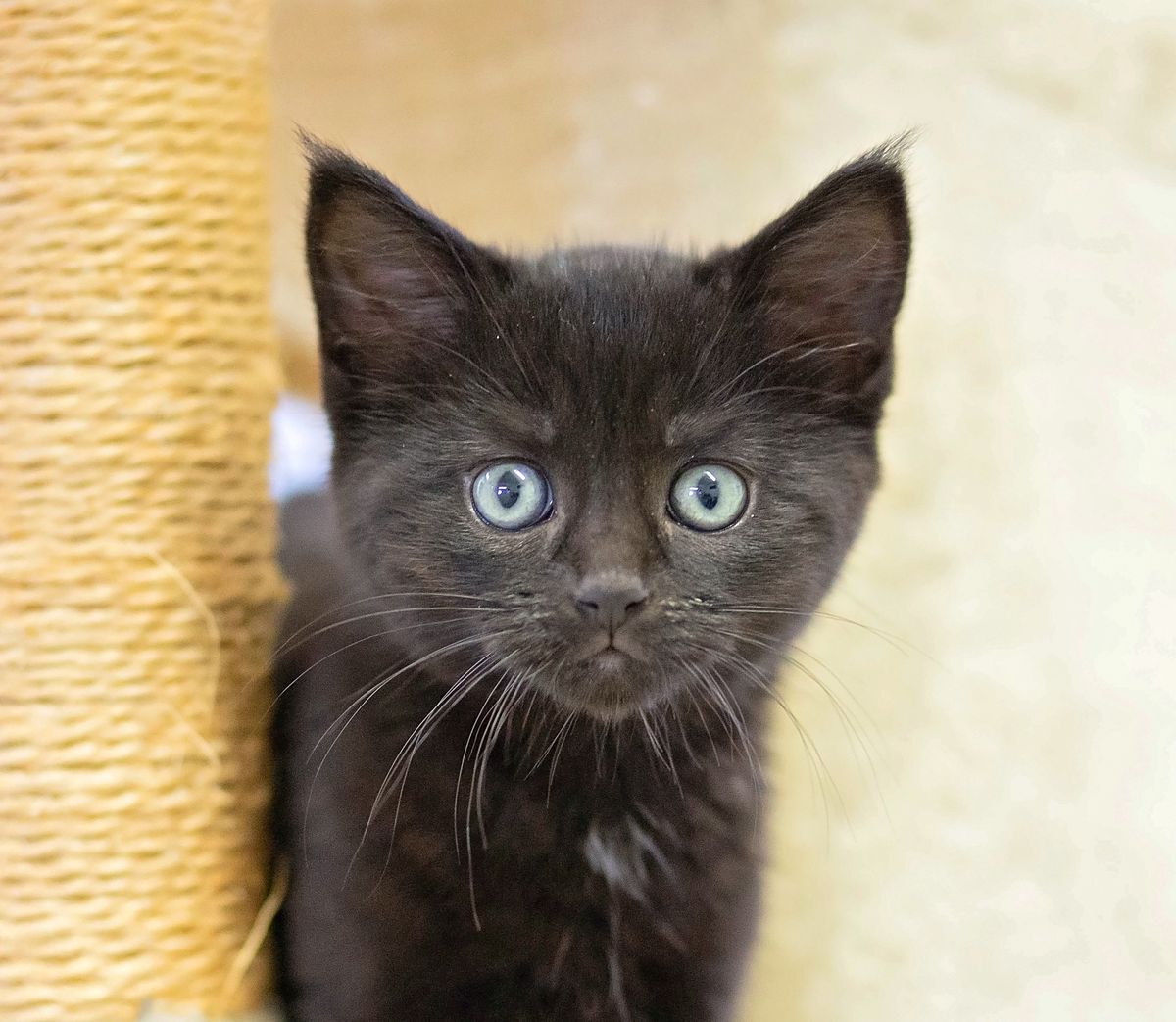 Gallery image: Cornflake