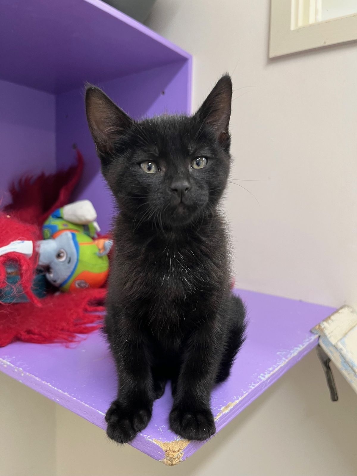 Gallery image: Farah