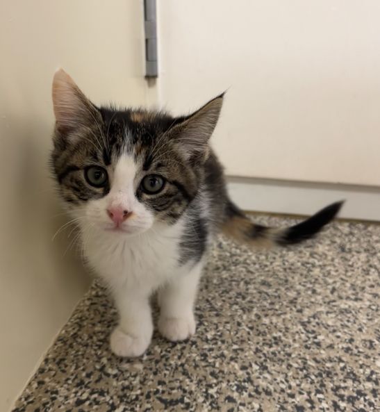 Gallery image: Floss