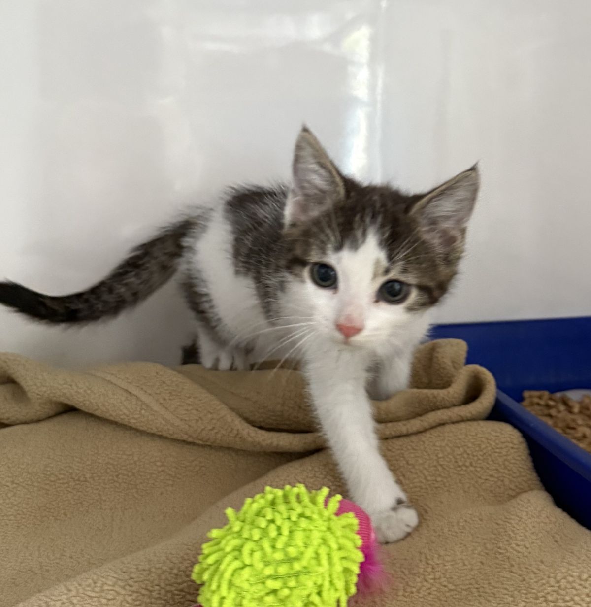 Gallery image: Sylvester 