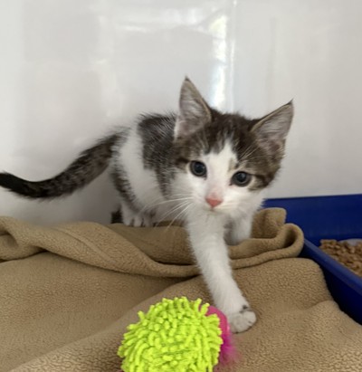 Sylvester  - Domestic Short Hair