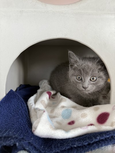 Bodhi - Domestic Short Hair