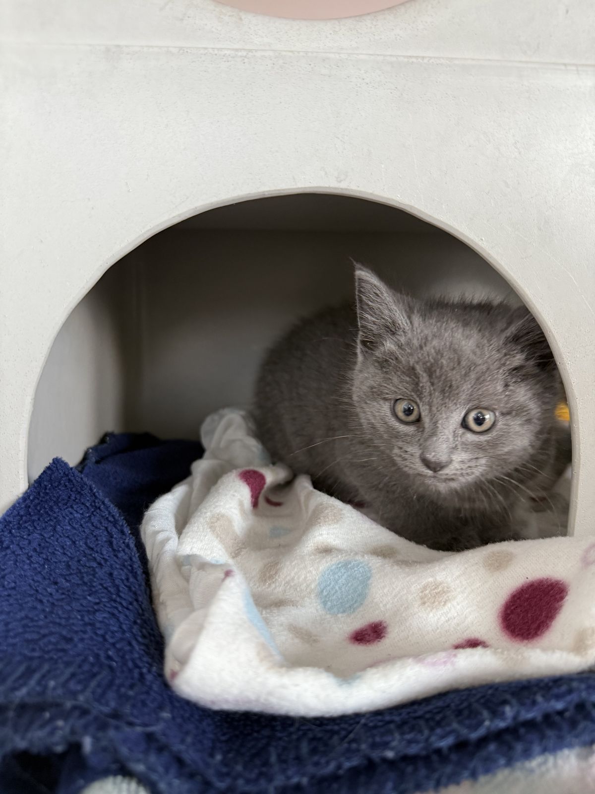 Gallery image: Bodhi