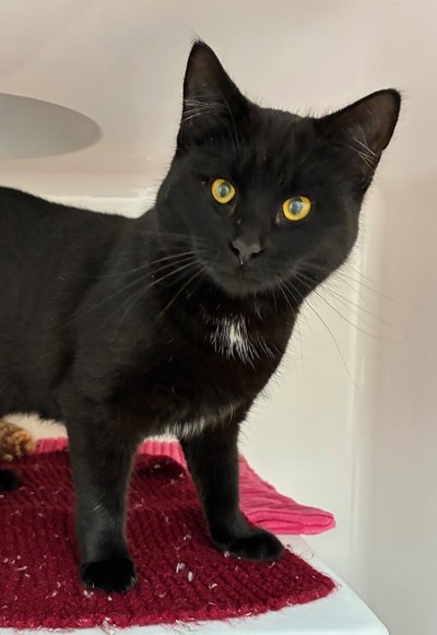 Salem  - Domestic Short Hair