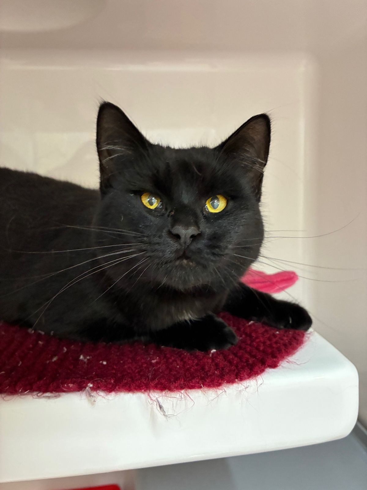 Gallery image: Salem 