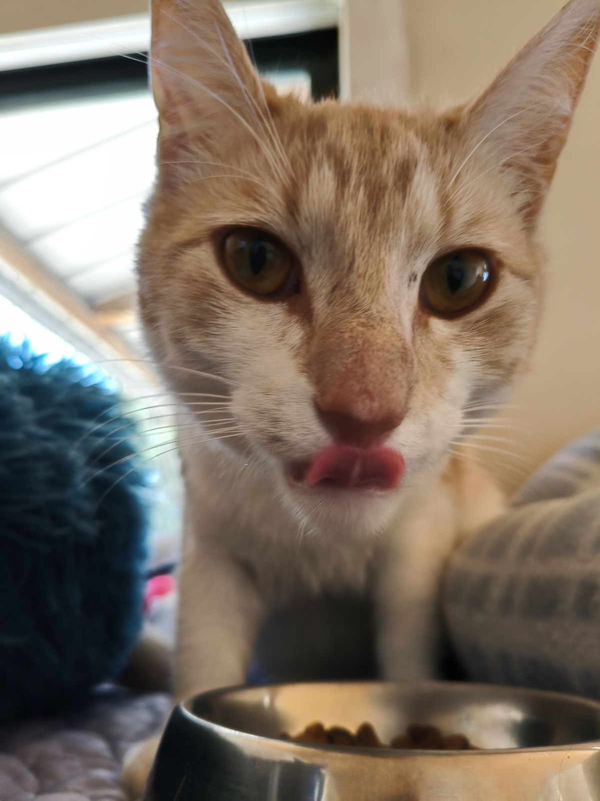 Gallery image: Puss N Boots