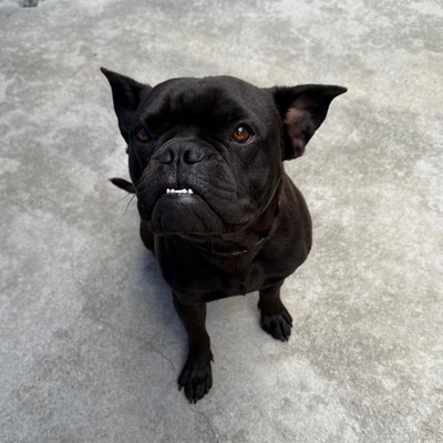 Bluey  - French Bulldog