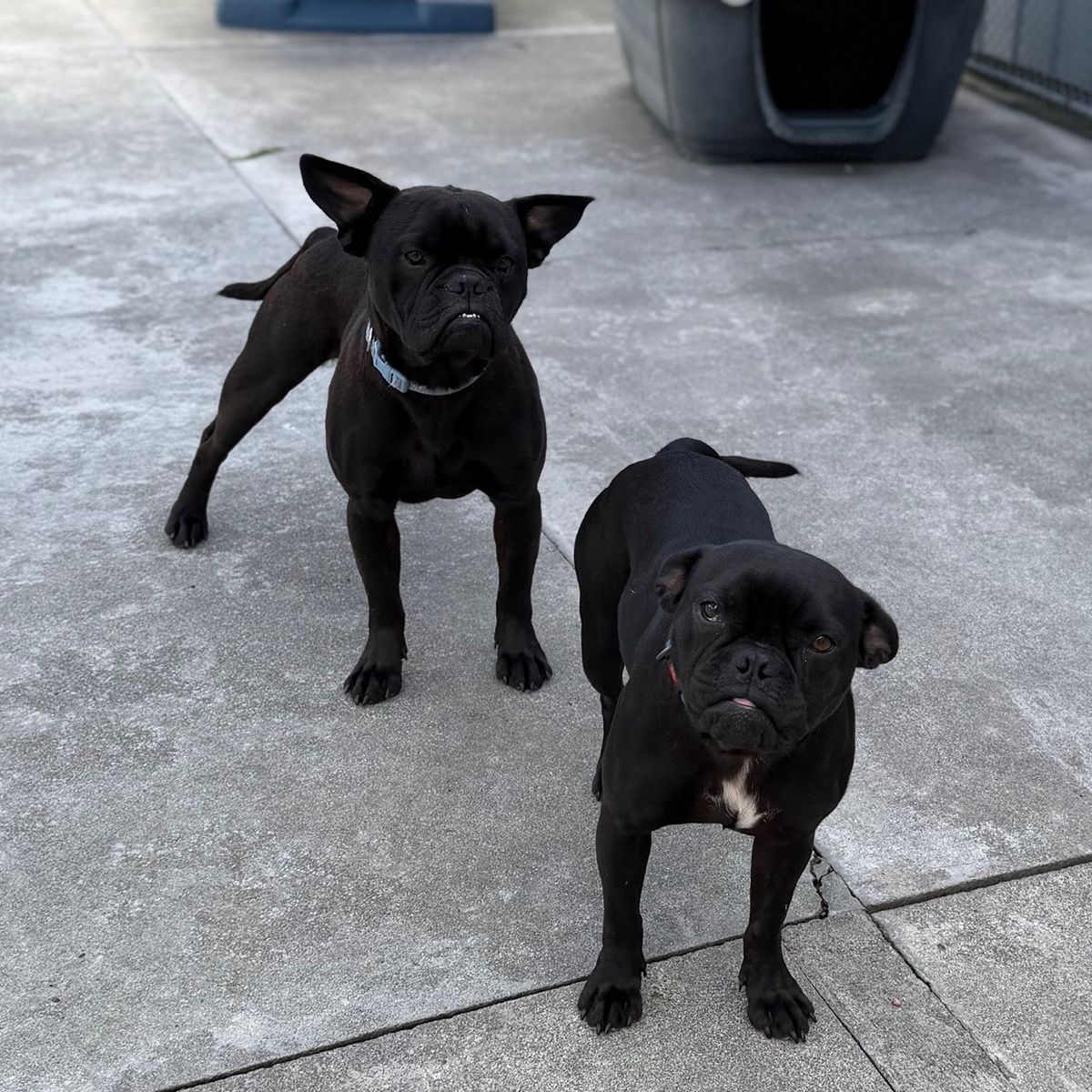 Gallery image: Bluey 