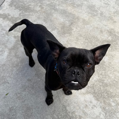 Lilly - French Bulldog
