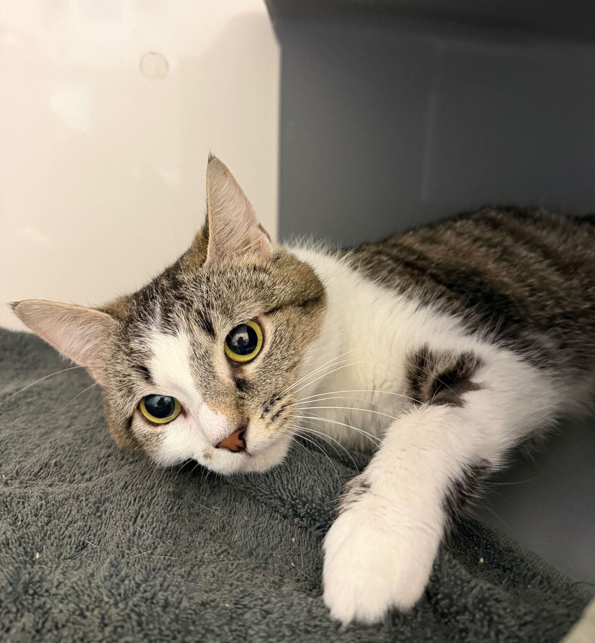 Gallery image: Mavis 