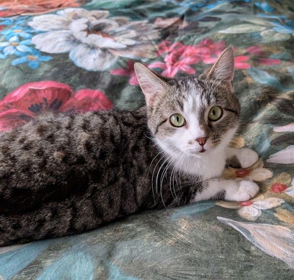 Gallery image: Mavis 