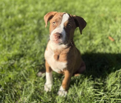 Nala - American Bulldog