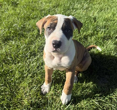 Roxy - American Bulldog