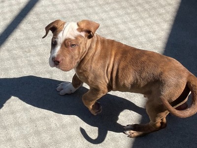 Boston - American Bulldog