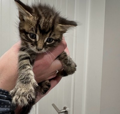 Monkey - Domestic Short Hair