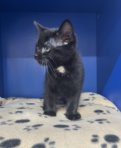 Moxie  - Domestic Short Hair