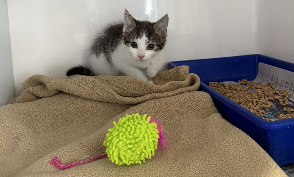 Gallery image: Sylvester 