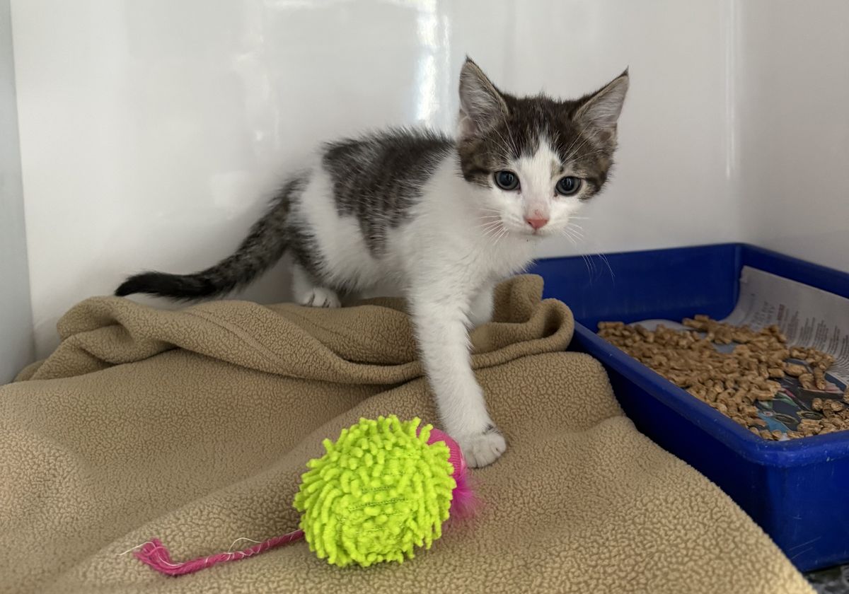 Gallery image: Sylvester 