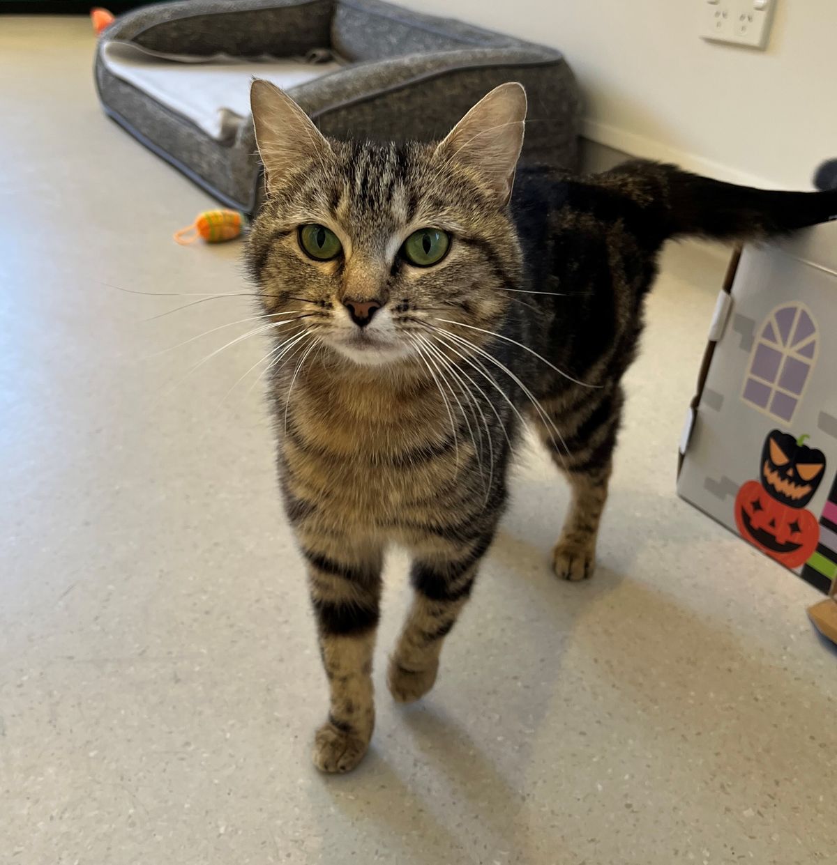 Gallery image: Valentina