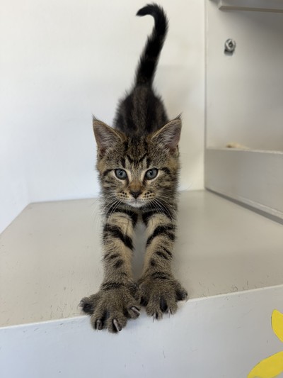 Alfie - Domestic Short Hair