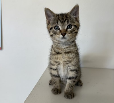 Arlo - Domestic Short Hair