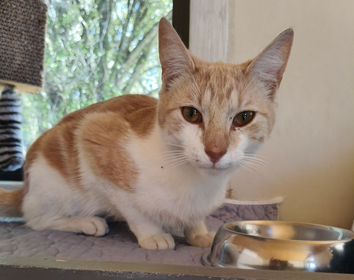 Gallery image: Puss N Boots