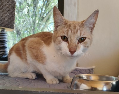 Puss N Boots - Domestic Short Hair