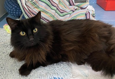 Chester - Domestic Longhair