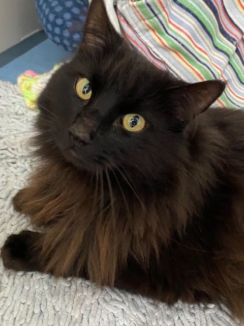 Gallery image: Chester