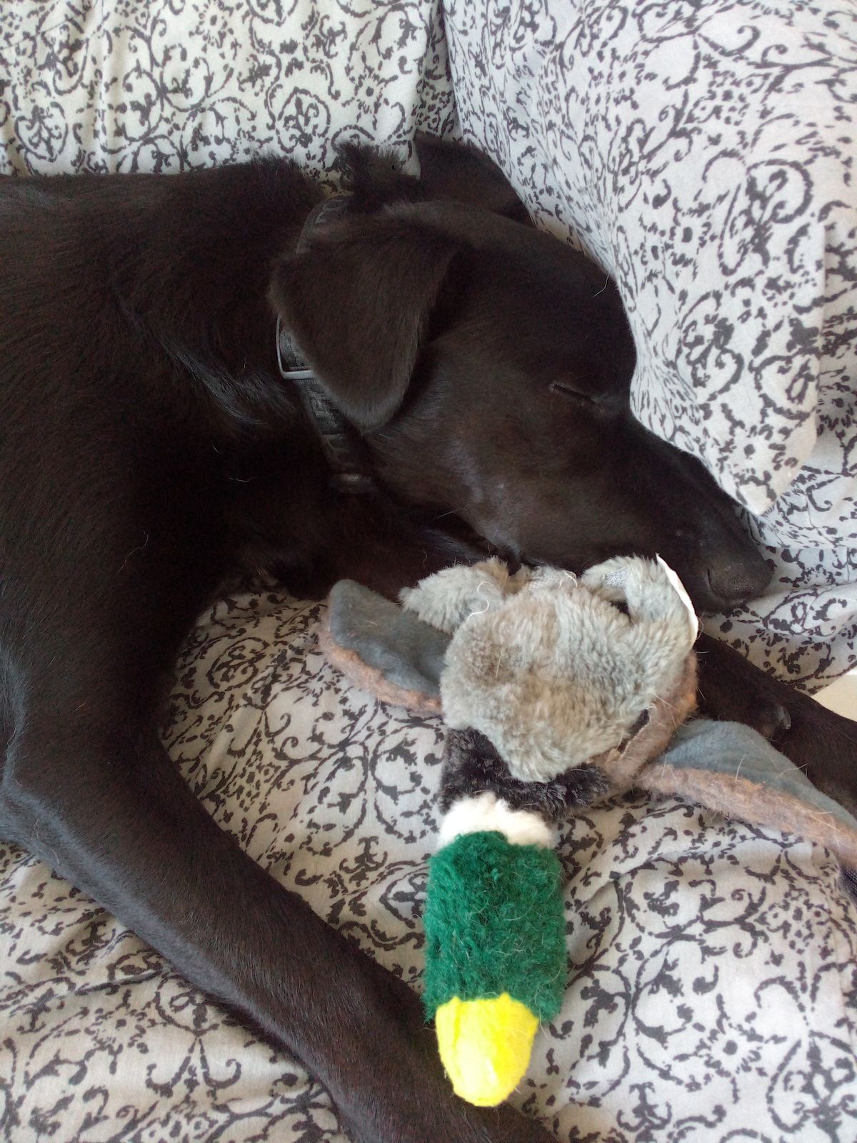 Gallery image: Lucky