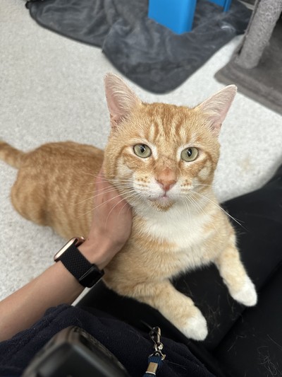 Roger - Domestic Short Hair